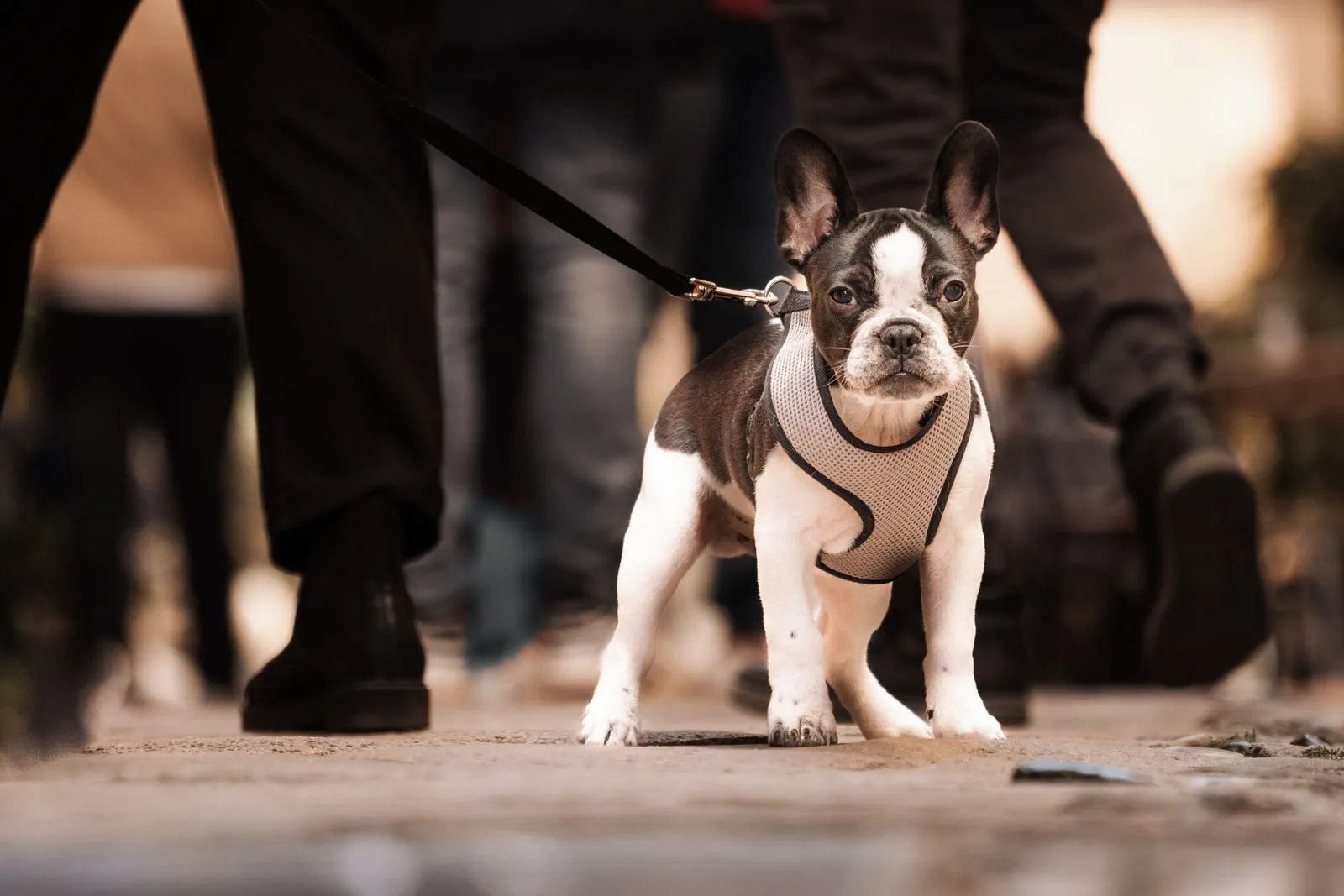 Preparing Your Dog for a First Walk